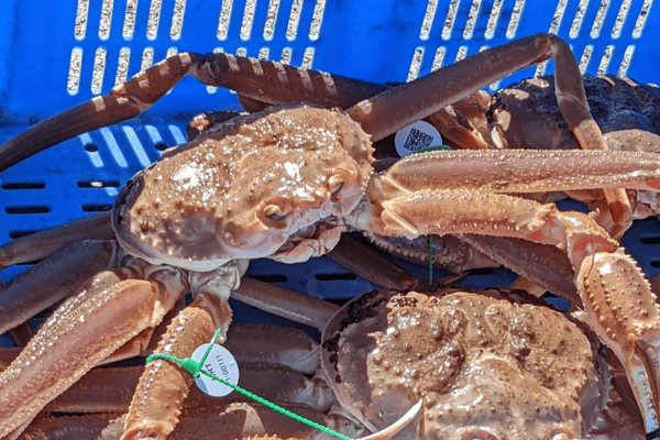 幻のカニと言われる「間人ガニ」